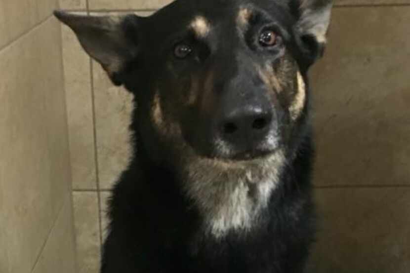  Zarek the German shepherd was pulled from a house fire early Sunday by Arlington...