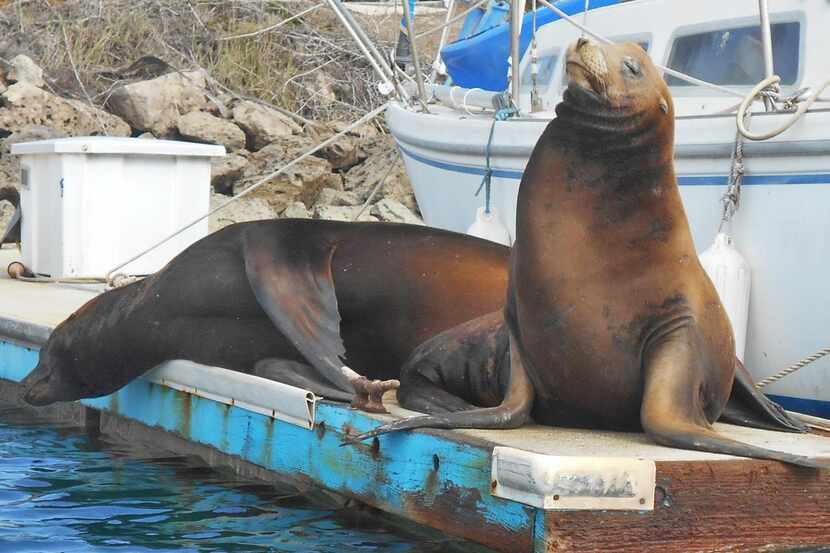 
Seals sun themselves in Channel Islands Harbor, which lies about 10 miles from the town of...