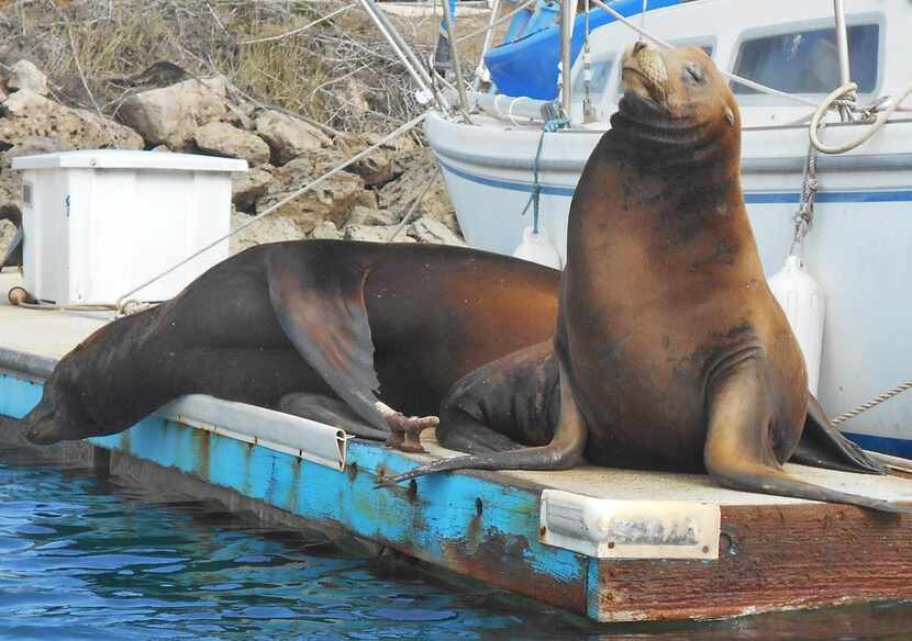 
Seals sun themselves in Channel Islands Harbor, which lies about 10 miles from the town of...