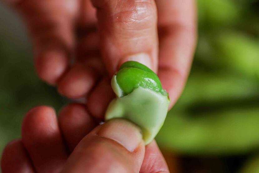 Popping fresh fava beans out of their skin 