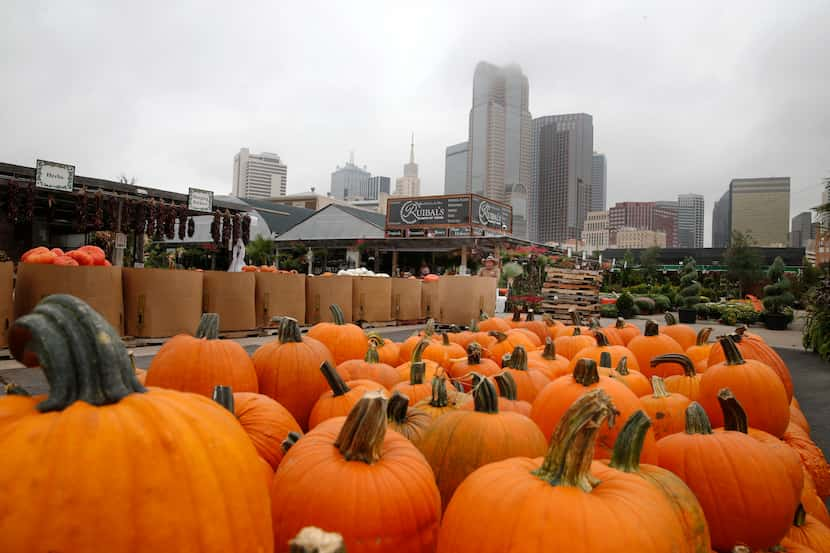 Pedro Figueroa (center) uses a lift fork to pull large pumpkins at Ruibal's Plants of Texas...