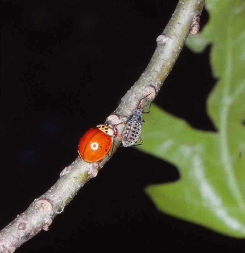 A Harmonia lady bug attacks a giant bark aphid.