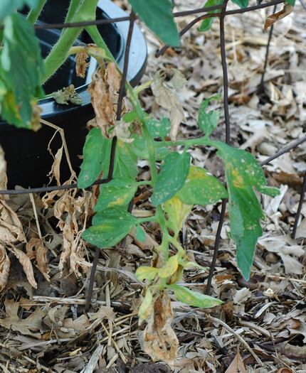 Early blight on tomatoes begins by yellowing the lowest leaves and then moves up the plant.