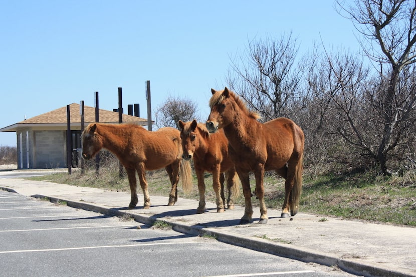 Assateague horses in the beach parking lot on Assateague Island National Seashore.