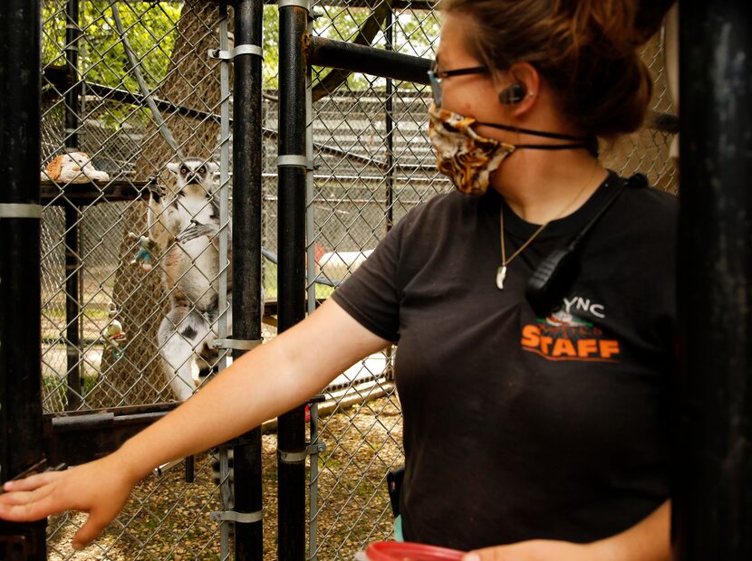 A ring-tailed lemur watches as curator Andrea Torina leaves the enclosure after feeding them...