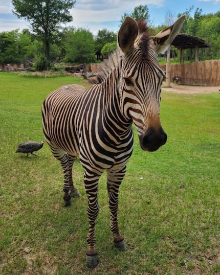 Keeya, 6, had a silly side that was often on display, the zoo said.