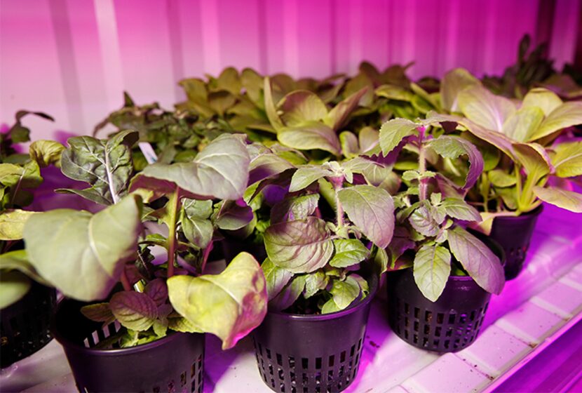  Plants photograph with an off camera flash with colored LED lights in the Growtainer....