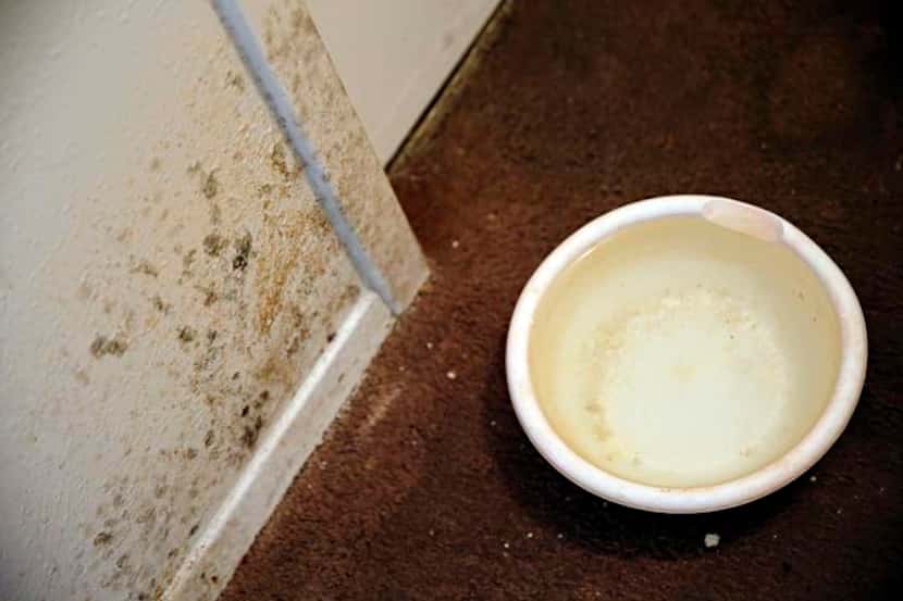 
A bowl collects drips from an air conditioning unit near mold and water damage. 
