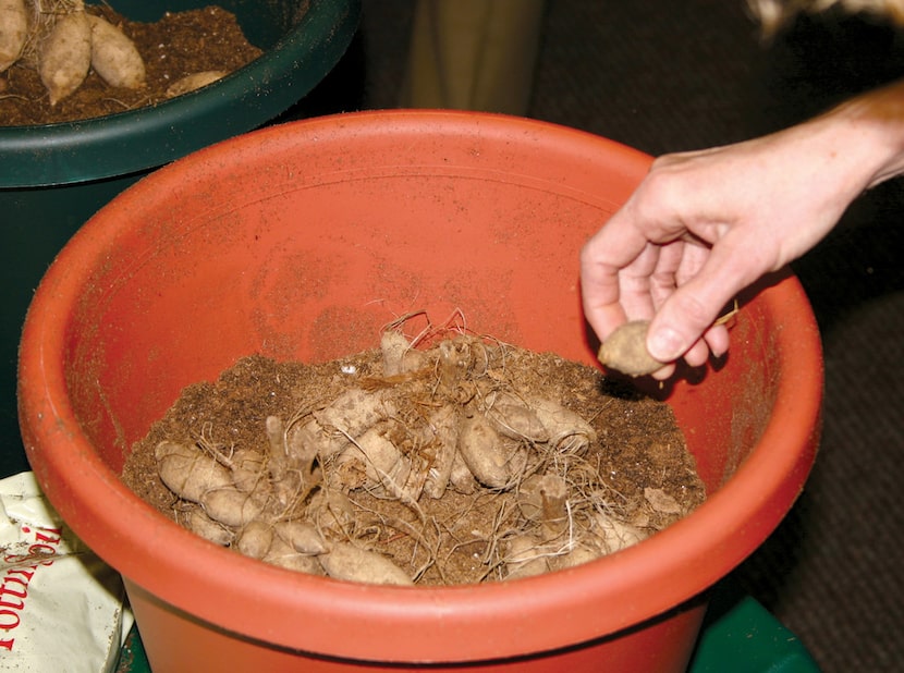 Step 2:  After covering the lilies with soil arrange your second layer in a ring around the...