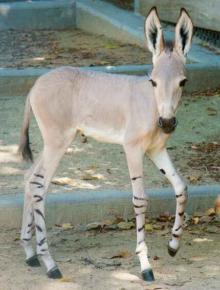 One-week-old Naima explores her behind-the-scenes habitat at the Dallas Zoo. She was born...