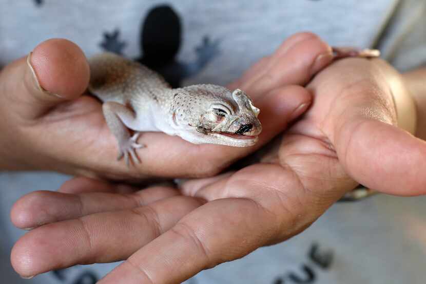 This leopard gecko is one of the injured animals sent to temporary foster homes after a fire...