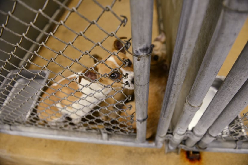 Dogs await adoption at Garland Animal Services. An animal services officer has lost his job...