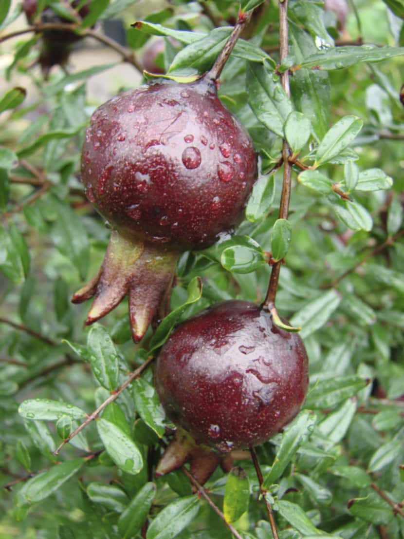 New 'Purple Sunset' pomegranate produces small, dark purple fruits from spring through fall.