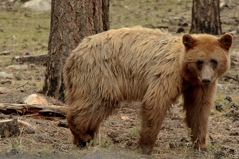 A blonde example of a black bear is seen inside Vermejo Park Ranch, in New Mexico. The ranch...