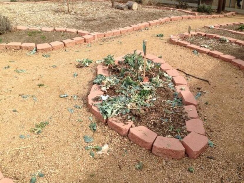 
This photo shows the Sanger Elementary garden after vandals struck.
