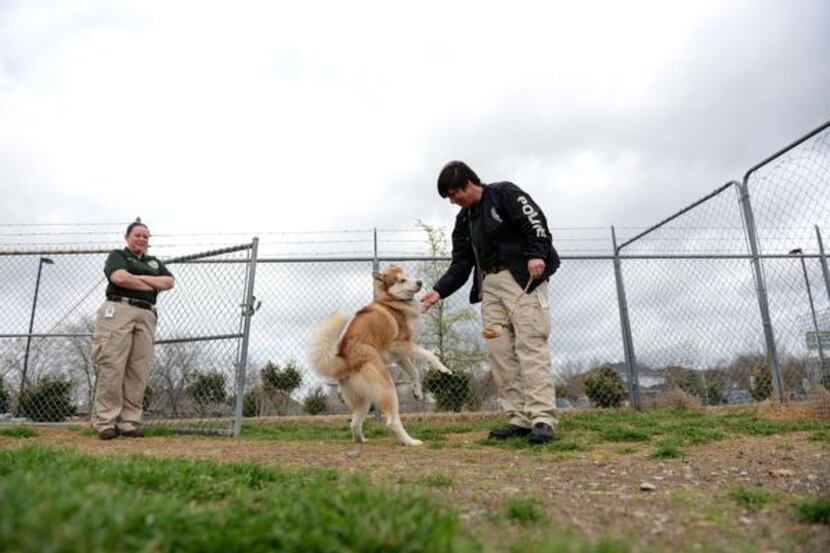 Murphy animal control officers Tammy Drake (right) and Terra Dominguez let an adoption dog...
