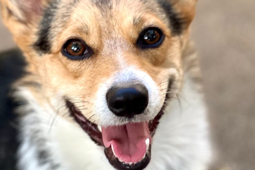 Collie is an 18-month-old corgi who likes to party.