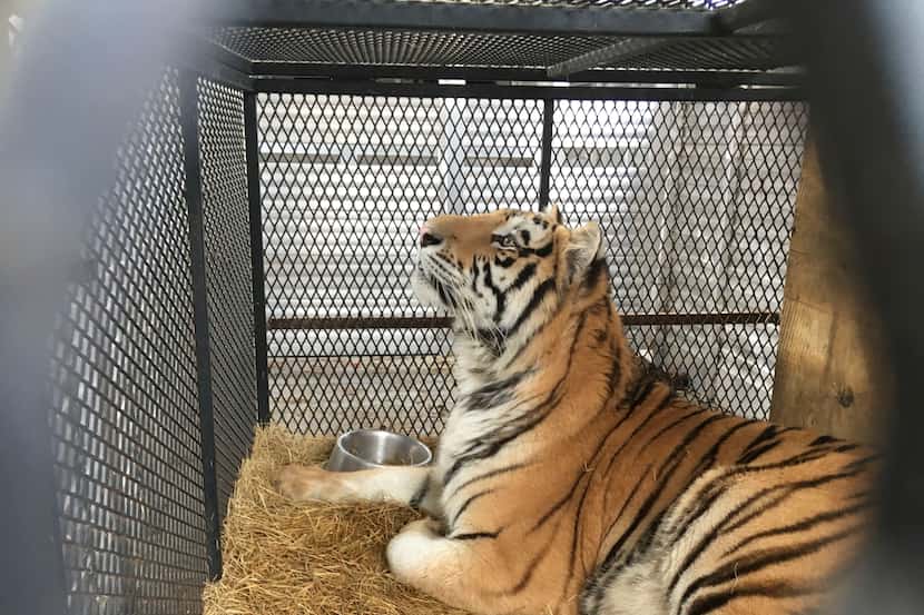 A tiger found at a Houston home is being prepared for transport from Houston to the...
