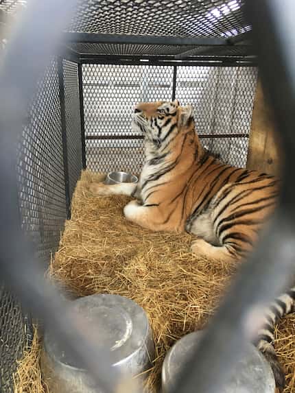 A tiger found at a Houston home is being prepared for transport from Houston to the...
