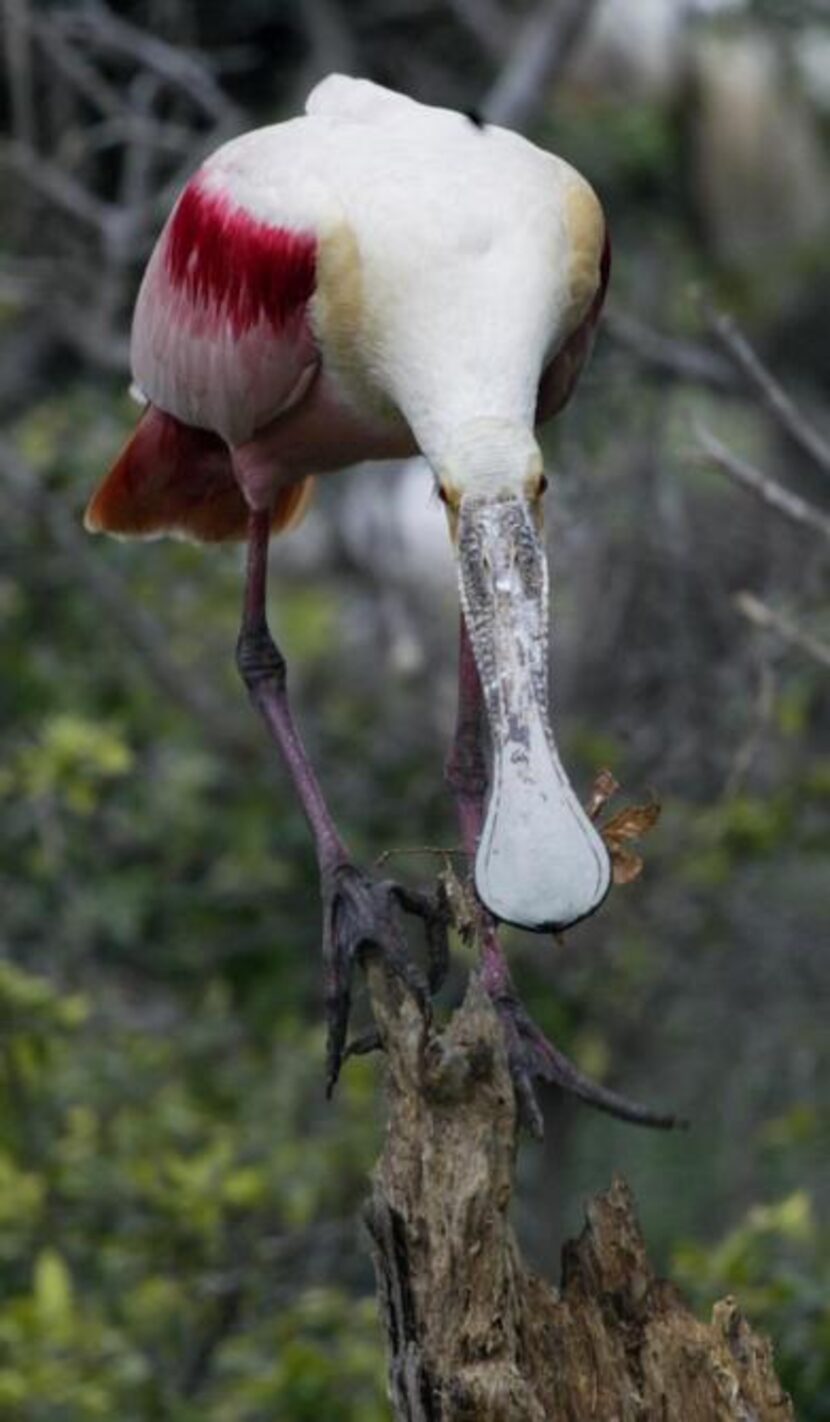 
Roseate spoonbills congregate at the Rookery on High Island, a bird sanctuary managed by...