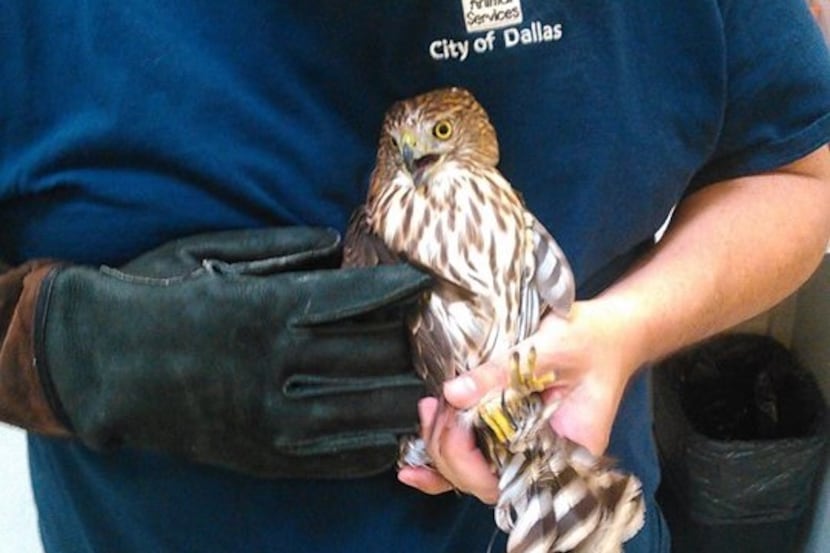 Coop the Cooper's hawk is held by Vern, a field manager at Dallas Animal Services, while he...