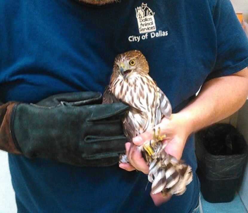 Coop the Cooper's hawk was netted by a Dallas Zoo bird supervisor after he flew into a Tom...