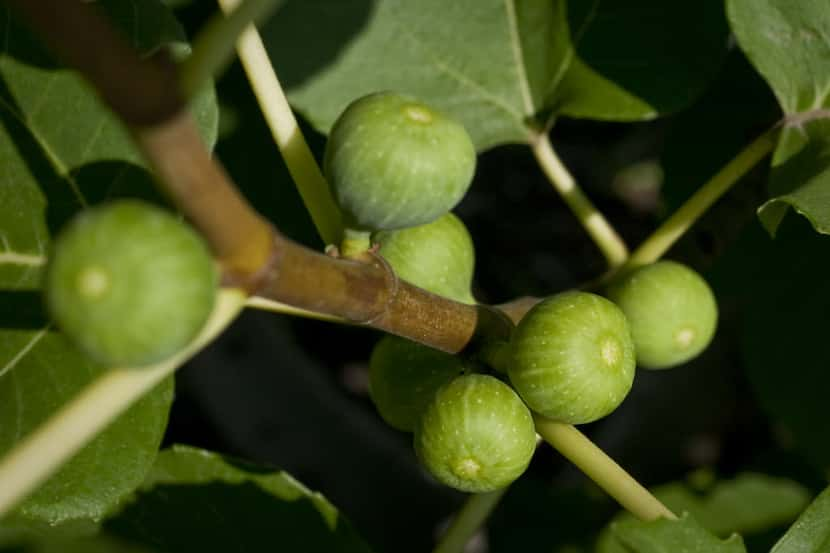 Figs grow on a tree in Dallas.