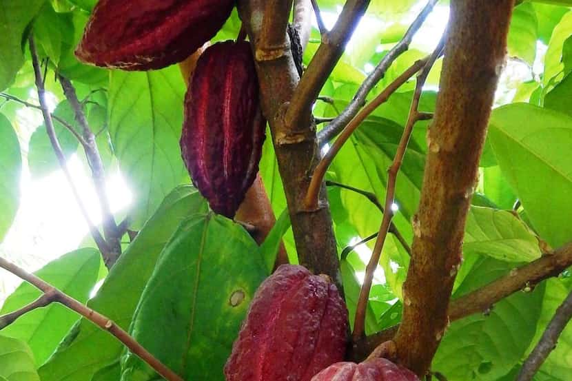 
A cacao pod on Kauai produces about 30 to 40 beans at harvest. 
