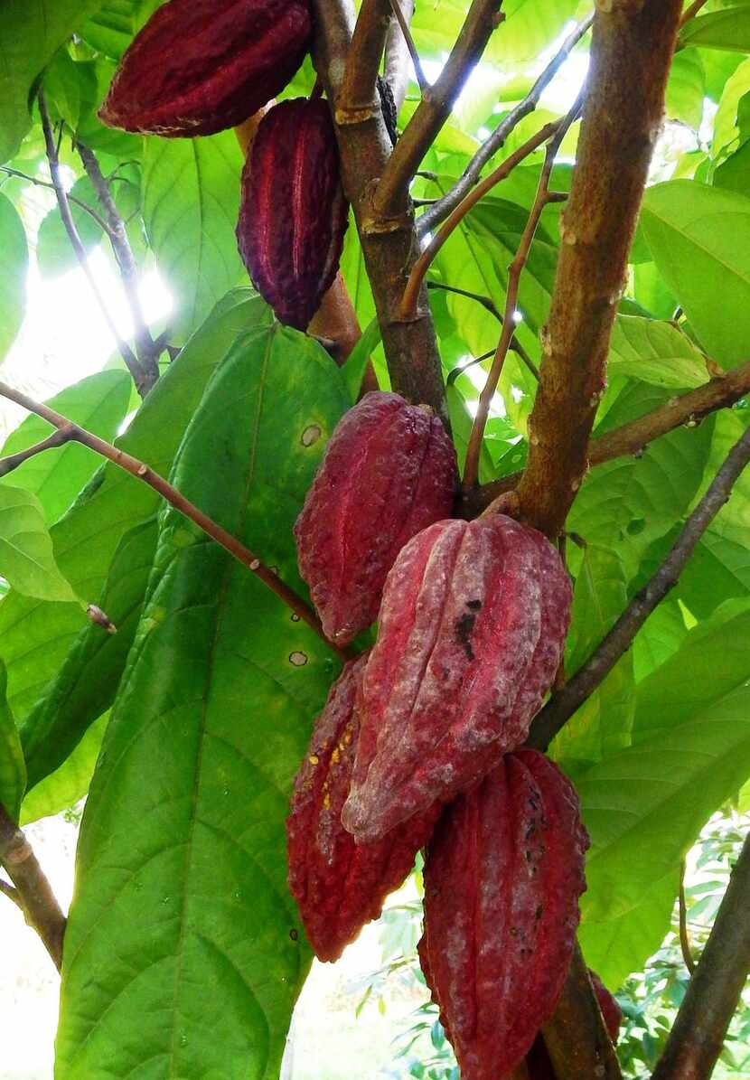
A cacao pod on Kauai produces about 30 to 40 beans at harvest. 
