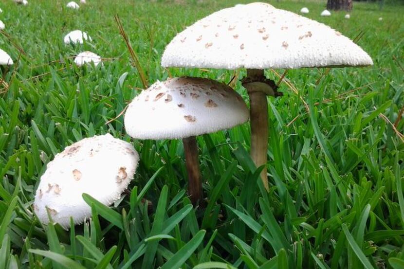 
Toadstools are caused by fungi present below the soil that are part of the natural...
