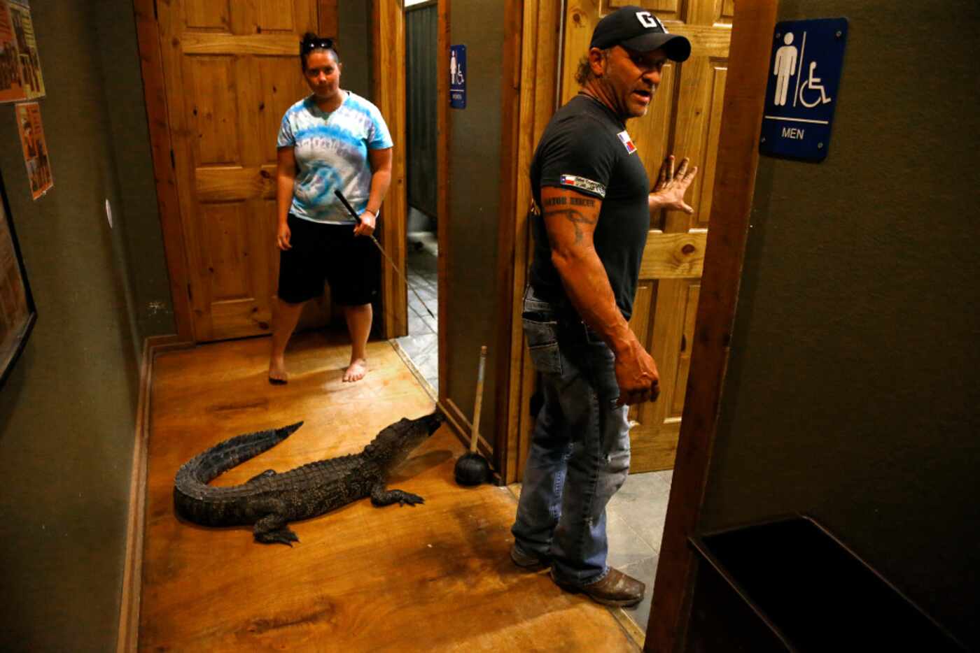 A small alligator wanders about with tape around his mouth as Gary Saurage (right) gives a...
