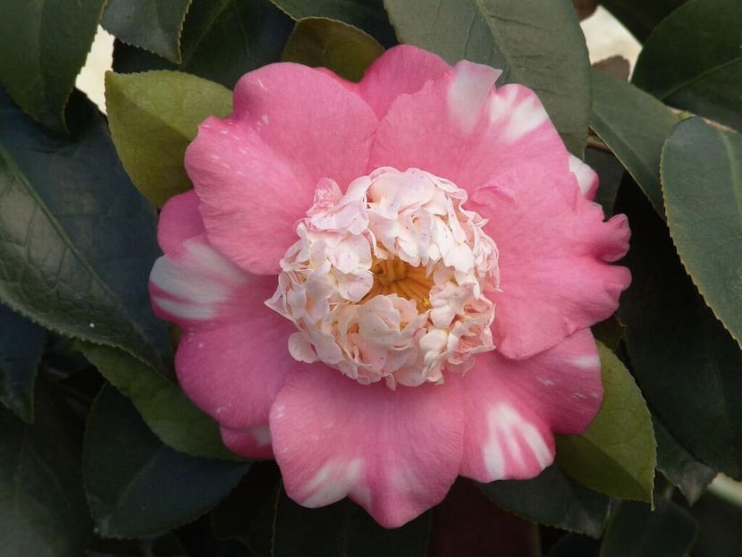 
The variegated Camellia japonica ‘Chandleri Elegans,’ hardy in zones 8-10, produces the...