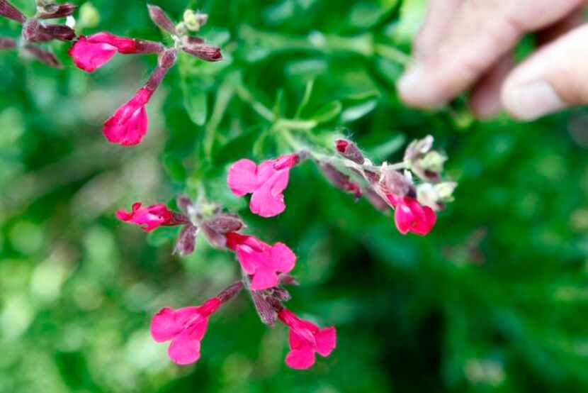 
Autumn sage (Salvia greggii) is a dependable bloomer. Hybrids have been developed in many...