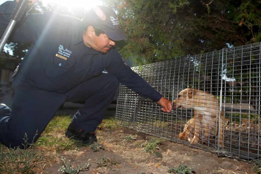 Dallas Animal Services animal control officer Esteban Rodriguez, lets a stray dog that was...