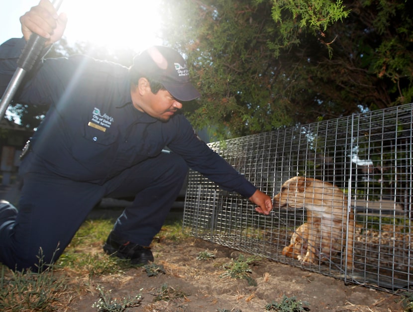 Dallas Animal Services animal control officer Esteban Rodriguez, lets a stray dog that was...