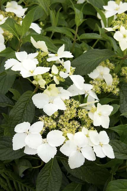  'Golden Crane' hydrangea from Monrovia is noted for producing extremely fragrant blooms —...