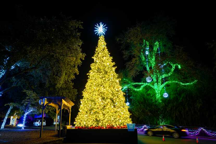 Motorists pass a large Christmas tree display during Dallas Zoo Lights on Wednesday, Nov....