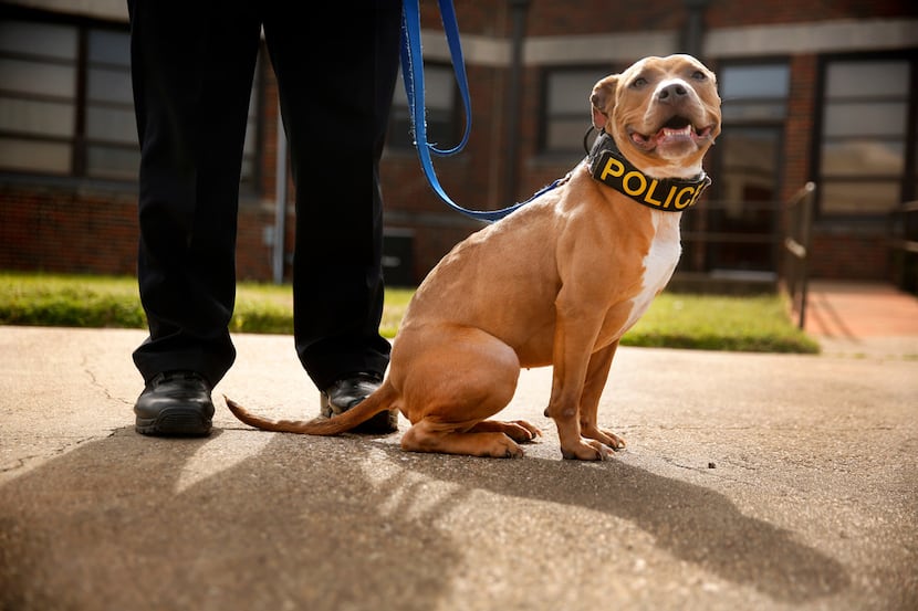 Hype, a new K9 police pit bull, poses with his owner, Barling (Ark.) police Officer Don...