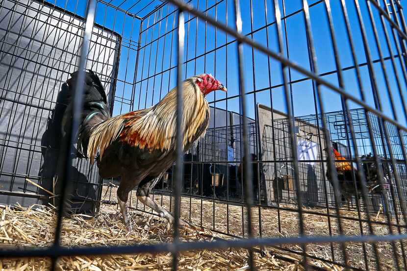 Forty-eight roosters seized from an illegal cockfighting operation are kept at an animal...