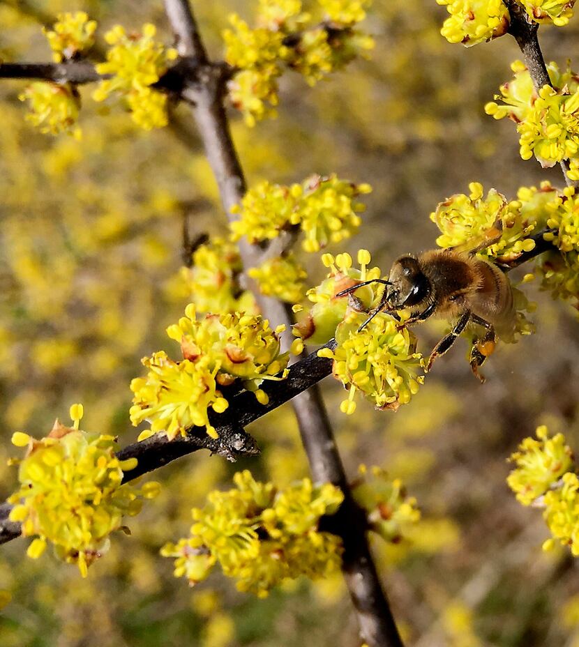 A bee collects pollen from a blossoming plant at Spring Creek Forest Preserve in Garland.