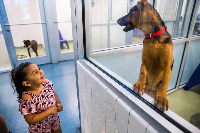 Kallie Guerrero, 3, looked at a dog to potentially adopt at Dallas Animal Services. More...