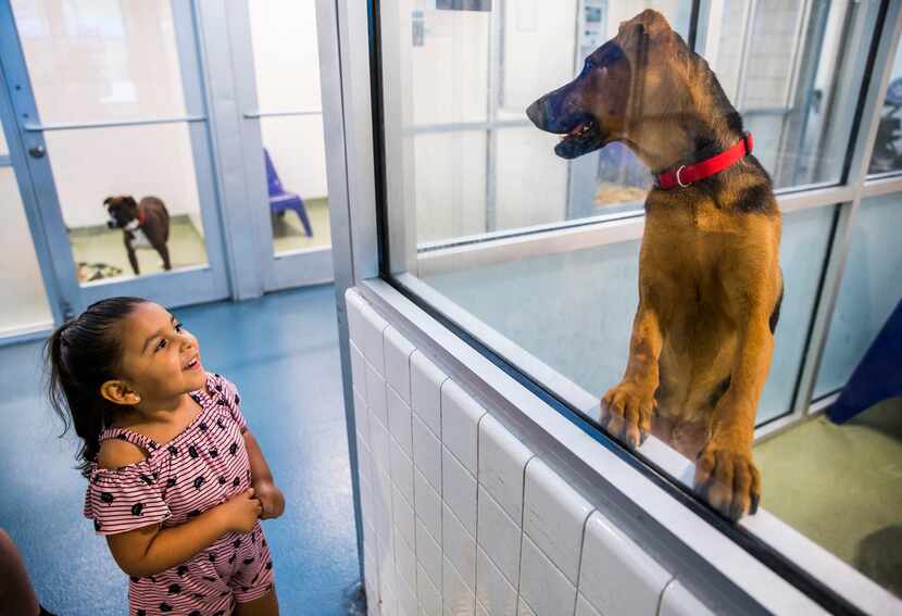 Kallie Guerrero, 3, looked at a dog to potentially adopt last summer at Dallas Animal...