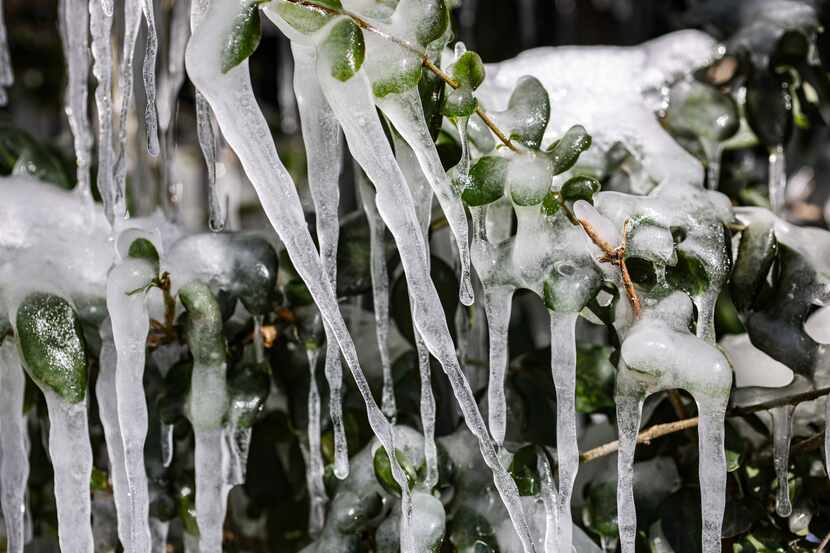 Snow and ice accumulated across the metroplex in February, when temperatures dropped to the...