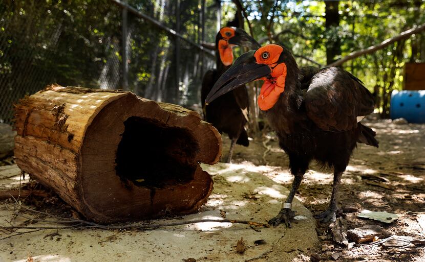 Okpara (right) and Mosi are southern ground hornbills who live with their family group at...