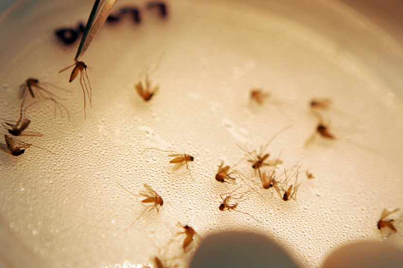 Las muestras de mosquitos positivos de virus del Nilo  han sido halladas en casi todo el...