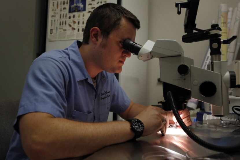 Spencer Lockwood, a microbiologist with Dallas County, peers through a microscope as he...