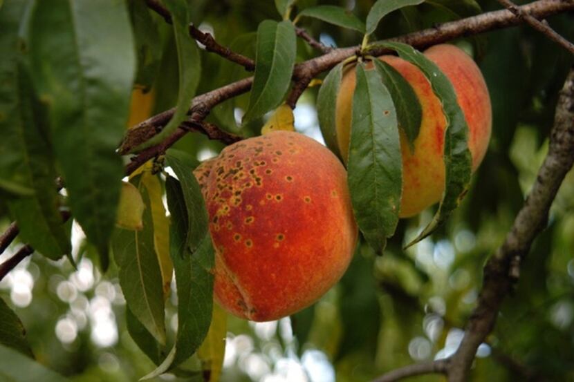 Peach scab is a fungal disease on peaches. 