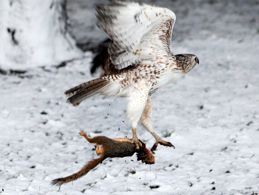 Red-Tailed Hawk at Bachman Lake, DallasMarch, 2010One of the most common hawks in North...