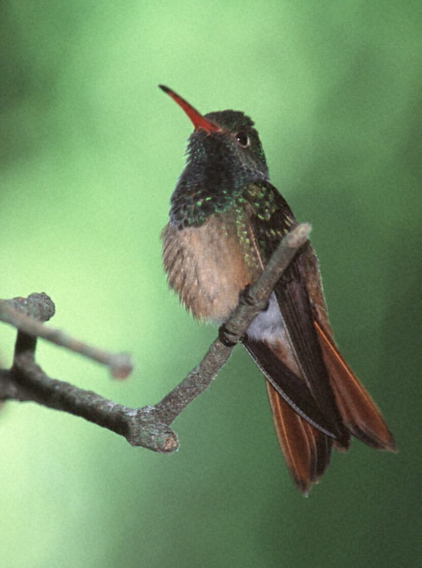  Bird-watchers come to the region to see feathered friends such as the buff-belly hummingbird.