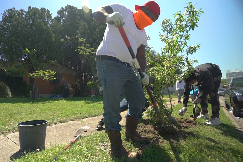 A worker plants a sapling as part of the Texas Tree Foundation's Cool and Connected Oak...